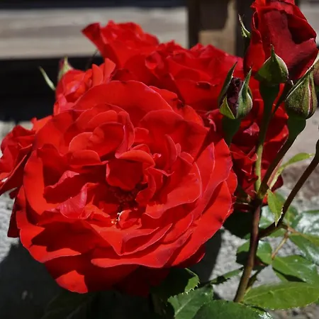 Couette-café Cornelia Sölden