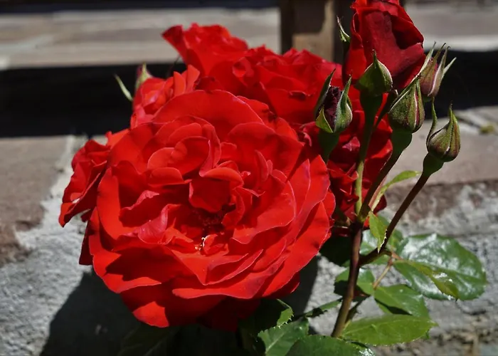 ベッド・アンド・ブレックファスト Cornelia ゼルデン